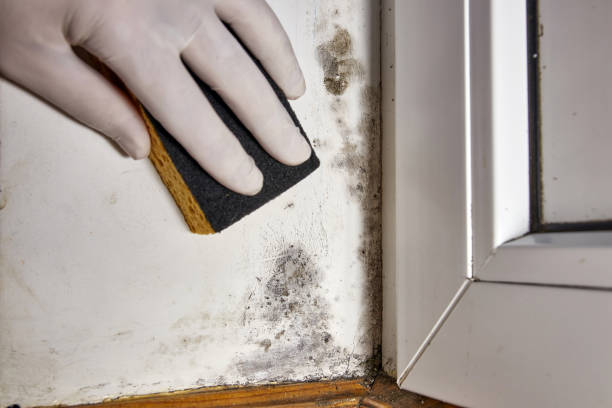 Best HVAC Mold Inspection and Cleaning  in Sunbury, PA