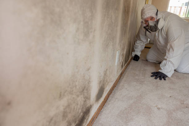 Best Commercial Mold Inspection  in Sunbury, PA